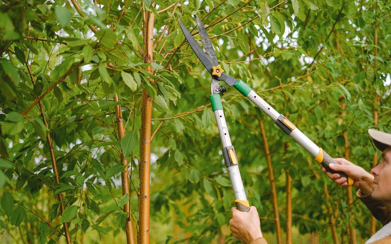 Tree trimming in Frenchglen, OR